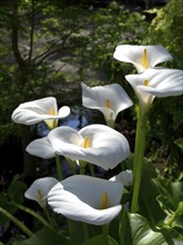 Several white calla lilies against a background of green foliage on a sunny day, Puerto de la cruz,