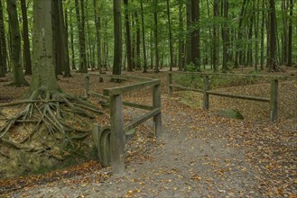 Bridge in wooded area with leaves on the ground, gemen, münsterland, germany