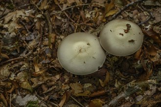 Two mushrooms growing on the forest floor between fallen leaves, gemen, münsterland, germany