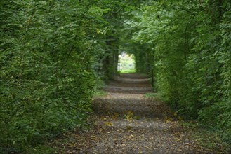 Long path through a dense green forest, gemen, münsterland, germany