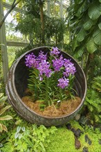 A decorative flower pot with purple orchids surrounded by tropical plants in a green garden,