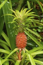 A tropical pineapple fruit with green leaves and a striking red skin in a natural setting,