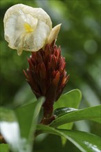 Tropical flower with red blossom and detailed petals surrounded by green leaves, Singapore,