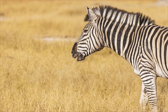 Close up of a zebra eating grass on the savannah