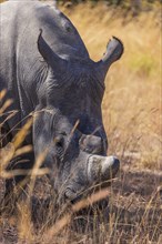 Big white rhino male at Matopos National Park
