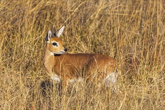 Young antelope steenbock Raphicerus campestris in the dry savannah of Hwange National Park in