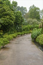 A path through a dense green garden in cloudy weather, Singapore, Singapore, Asia