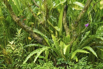 Green tropical thicket with tree trunks and mosses, Singapore, Singapore, Asia