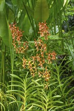 Orange flowers in a tropical garden with abundant green leaves and branches, Singapore, Singapore,