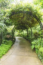 Garden path under a green arch cover, plants and humid atmosphere in the rain, Singapore,