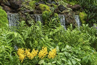 Yellow flowers in front of green foliage with waterfall in the background, Singapore, Singapore,