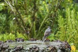 A bird stands on a rocky area surrounded by water and green vegetation, Singapore, Singapore, Asia