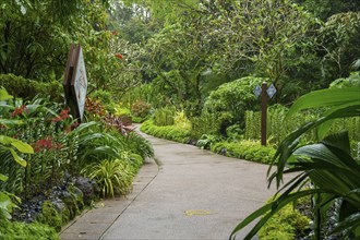 A path through a tropical garden with lots of greenery and botanical signs on the sides, Singapore,