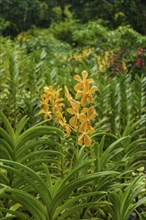 Yellow orchid flowers emerging from dense green vegetation in a tropical setting, Singapore,