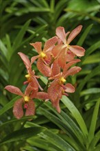 Orange-coloured orchid flowers with green leaves in the background in a tropical setting,