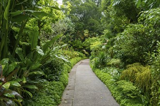 Narrow path through a lush green tropical garden with dense plants and trees, Singapore, Singapore,