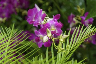 Close-up of pink orchid flowers with green leaves in a tropical environment, Singapore, Singapore,