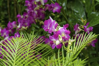 Pink orchid flowers with green leaves in the background of a lush tropical environment, Singapore,