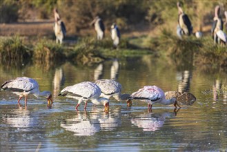 Yellowbilled Storks looking for food at a waterhole