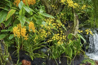 Yellow flowers and dense plant growth next to a waterfall in a tropical garden, Singapore,