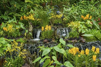 A small waterfall in a tropical garden surrounded by lush green plants and yellow flowers,