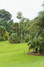 A tropical garden with various tall palm trees and lush greenery on a green lawn, Singapore,