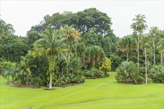 A tropical garden with various palm trees and lush greenery in a manicured lawn, Singapore,