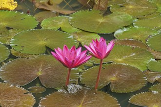 Two pink water lily flowers blooming over large green leaves in the water of a pond, Singapore,