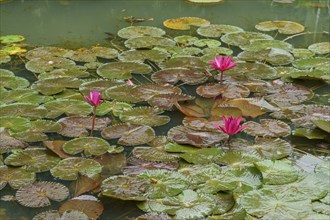 Three pink water lily flowers on a pond with many green leaves on the water surface, Singapore,