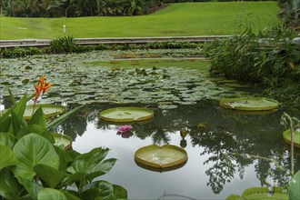 A pond with lily pads and a single pink flower in a garden, Singapore, Singapore, Asia