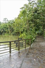 A path along a lake in a green forest, with wooden railings and trees, Singapore, Singapore, Asia