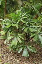 A tropical bush with many green, fan-shaped palm leaves in a forest, Singapore, Singapore, Asia