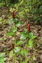 Tropical plants with red flower buds and green leaves on dense ground cover, Singapore, Singapore,