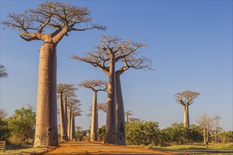 The Avenue of the Baobabs in the afternoon light