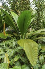 Tropical plants with large, green leaves in a lush and jungle-like environment, Singapore,