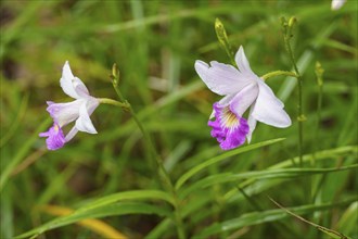 Two white and pink orchid flowers blooming in lush green grass, Singapore, Singapore, Asia