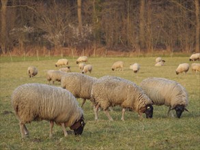 A large flock of sheep grazing peacefully on a green meadow surrounded by trees in a spring-like