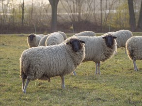 Several sheep standing and grazing in a meadow at sunset, weseke, münsterland, germany