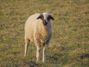 A lonely sheep stands on a green meadow and looks into the camera, weseke, münsterland, germany