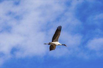 Black-necked crane during winter season
