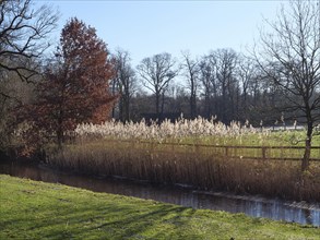 Tall reed grass on the bank of a small river, surrounded by bare trees in winter light, ruurlo,
