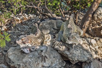 Two specimens of Green iguana (Iguana iguana) sitting next to each other on small rock, Caribbean,