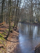 River flowing through a bare forest in autumn, with frozen water and calm atmosphere, ruurlo,