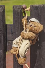 Old, brown teddy bear hanging on a garden fence, Lilienthal, Lower Saxony, Germany, Europe