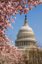 US Capitol hill in cherry bloom