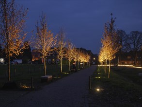 Night scene with illuminated trees along a street in a village, Raesfeld, münsterland, germany