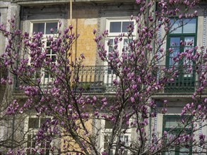 Blossoming tree with pink flowers in front of a building with windows and balconies, Porto, Douro,