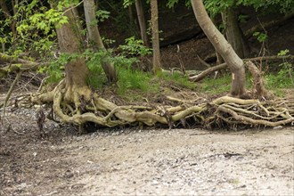 Uprooted trees, beach, Ellenberg, Kappeln, Schlei, Schleswig-Holstein, Germany, Europe