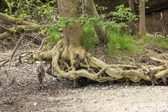 Uprooted tree, beach, Ellenberg, Kappeln, Schlei, Schleswig-Holstein, Germany, Europe