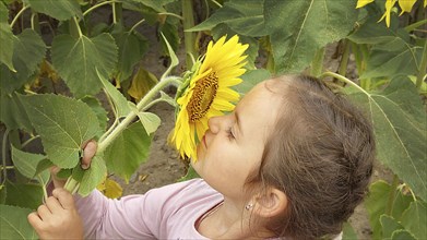 A young girl smelling a sunflower (Helianthus) surrounded by large green leaves in a vibrant